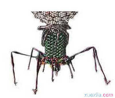 電腦病毒發展趨勢 愛易網絡觀點